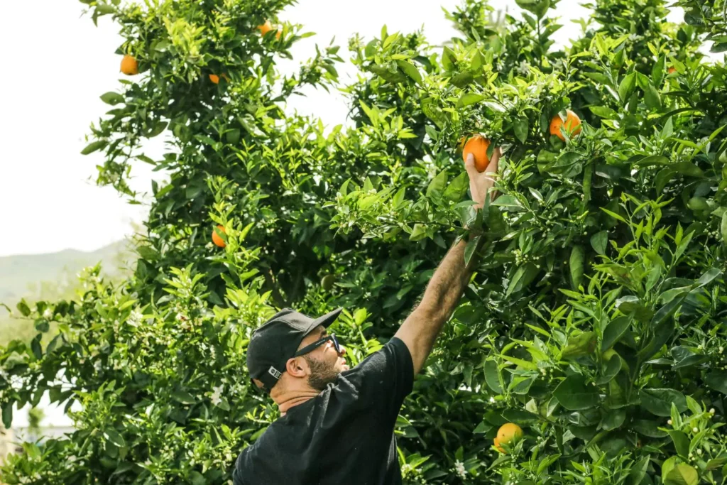 a man finding freedom at work picking oranges from a tree
