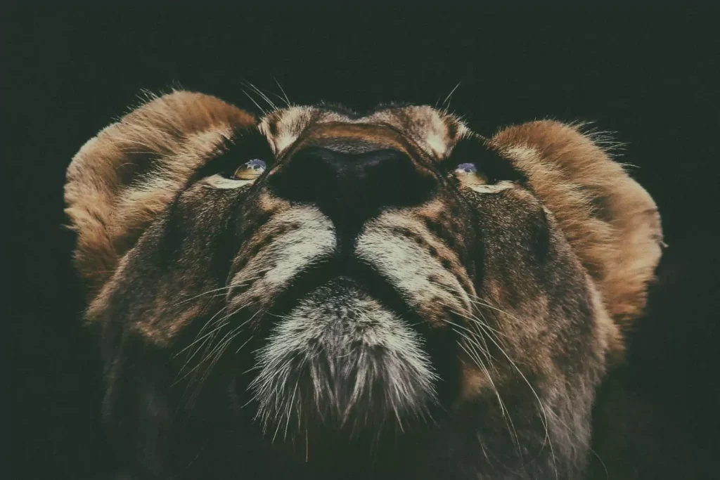 a lion looking up, the symbol of courage
