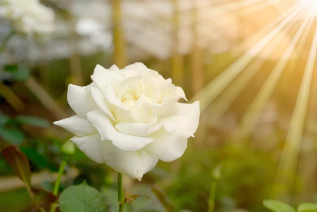 a white rose, the symbol of virginity
