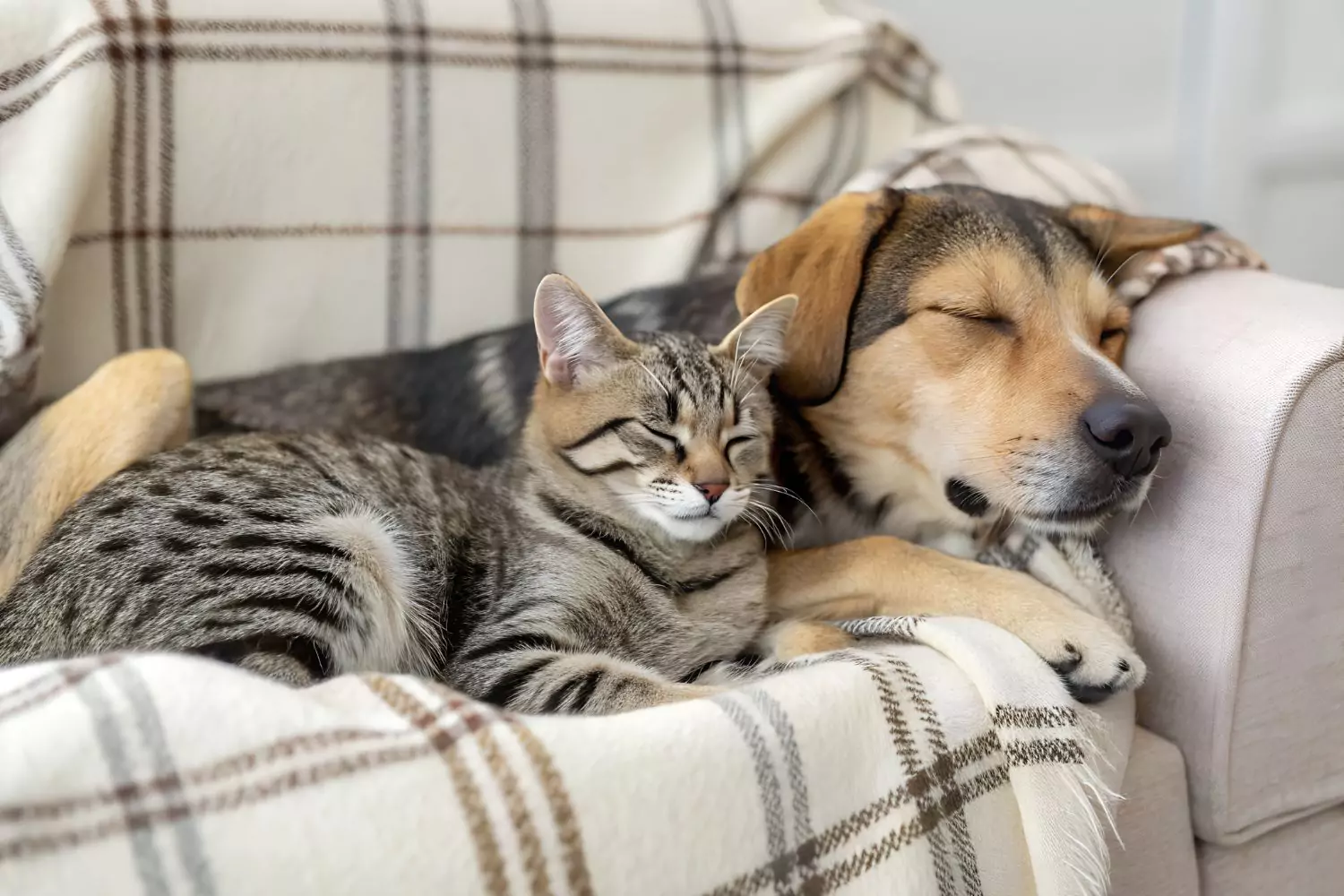 Why My Pets Would Be Good Christians If They Could Read